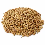 تخم گشنیز